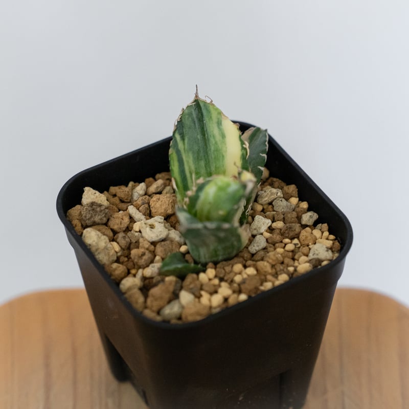 アガベ チタノタ 白鯨 縞斑 白鯨錦 TC株 Agave titanota White Wha