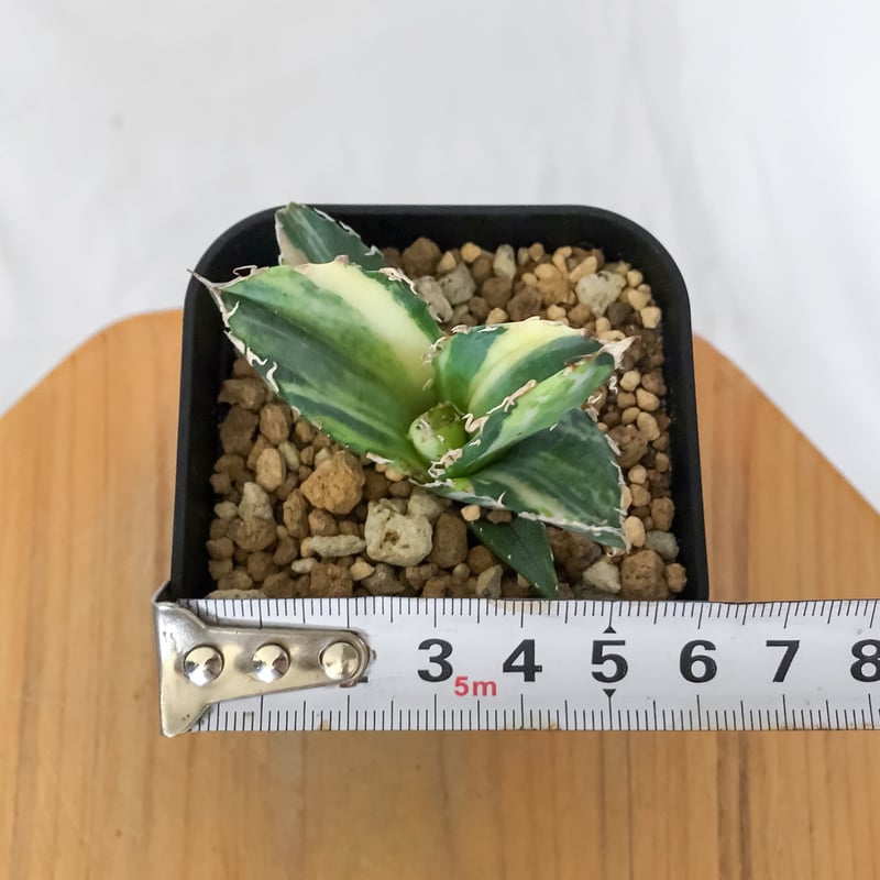 アガベ チタノタ 白鯨 縞斑 白鯨錦 TC株 Agave titanota White Wha