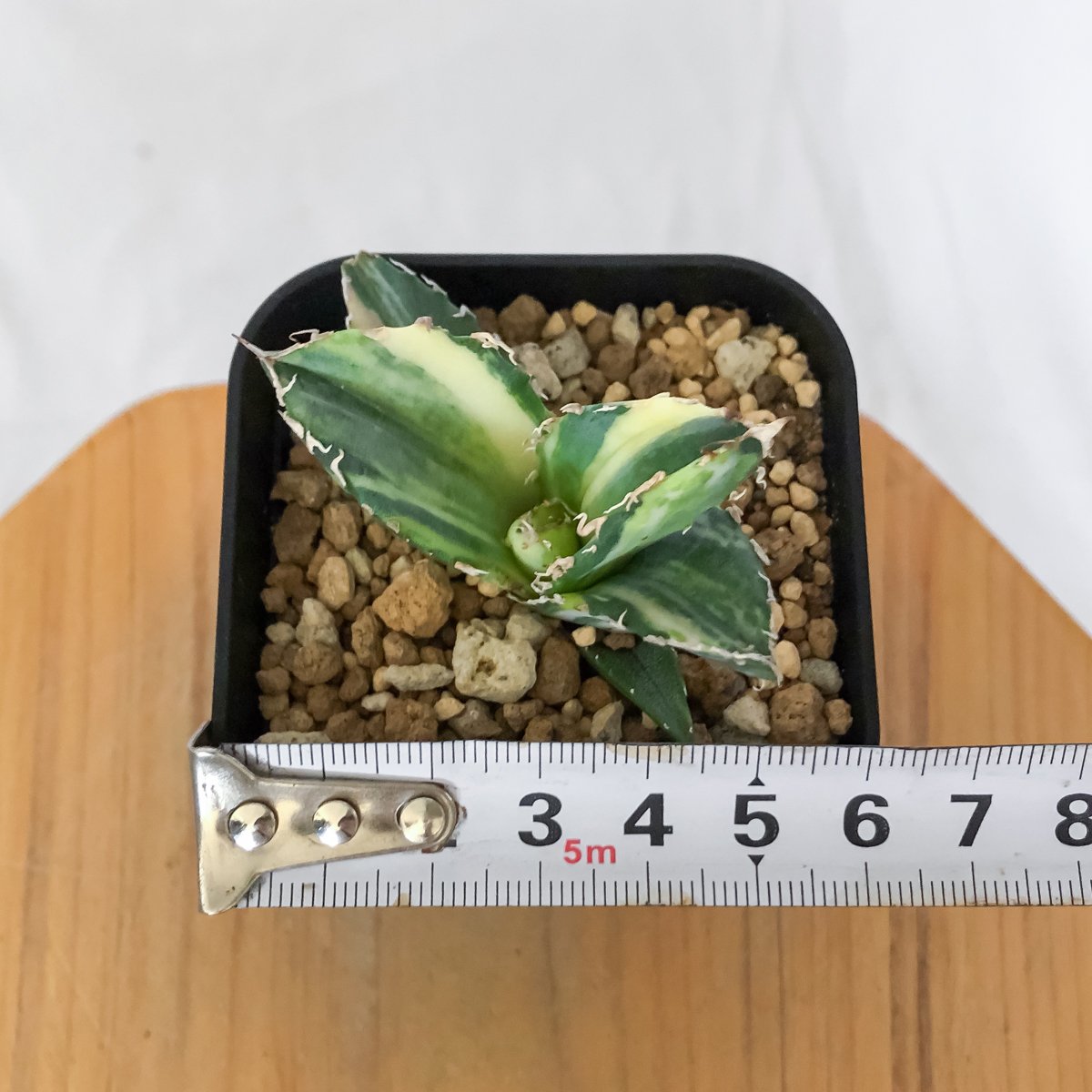 アガベ チタノタ 白鯨 縞斑 白鯨錦 TC株 Agave titanota White Wha