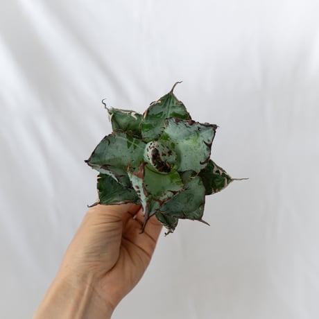 ★8/9まで限定販売★ アガベ チタノタBB怪獣  TC株 ベアルート Agave titanota Black & Blue 多肉植物 珍奇植物 静岡 通販 ANTIDOTE S1579