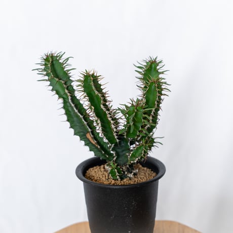 ユーフォルビア ムランジーナ 実生 Euphorbia mlanjeana 多肉植物 珍奇植物 静岡 ANTIDOTE 通販 S1564