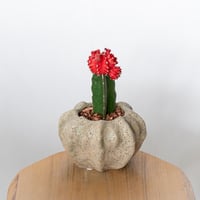 ギムノカリキウム ヒボタン 緋牡丹 鉢セット サボテン 多肉植物 観葉植物 インテリアグリーン 静岡 ANTIDOTE 通販 S1685