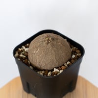 ステファニア エレクタ 実生 Stephania erecta 塊根植物 コーデックス 多肉植物 珍奇植物 静岡 ANTIDOTE 通販 S1545