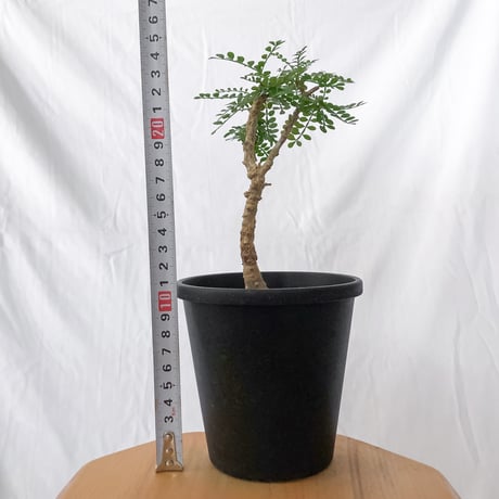 オペルクリカリア パキプス 実生 Operculicarya pachypus 塊根植物 多肉植物 珍奇植物 静岡 ANTIDOTE 通販 S1565