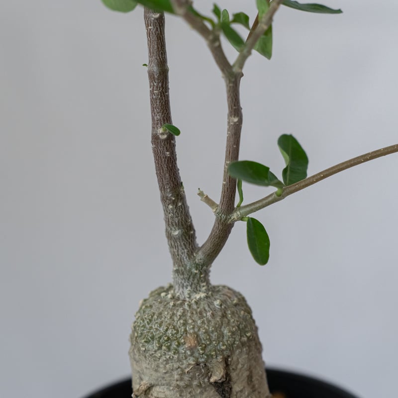 フォッケア エデュリス 火星人 実生 Fockea edulis コーデックス 塊根