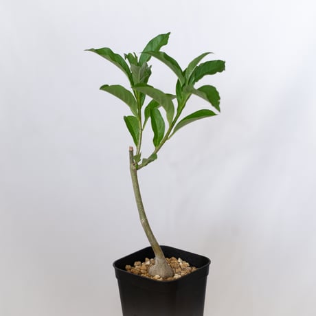 バオバブの木 アダンソニア・ディギタータ 実生 Baobab Adansonia Digitata コーデックス 塊根植物 多肉植物 観葉植物 星の王子さま 静岡 ANTIDOTE 通販 S1537