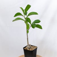 バオバブの木 アダンソニア・ディギタータ 実生 Baobab Adansonia Digitata コーデックス 塊根植物 多肉植物 観葉植物 星の王子さま 静岡 ANTIDOTE 通販 S1619