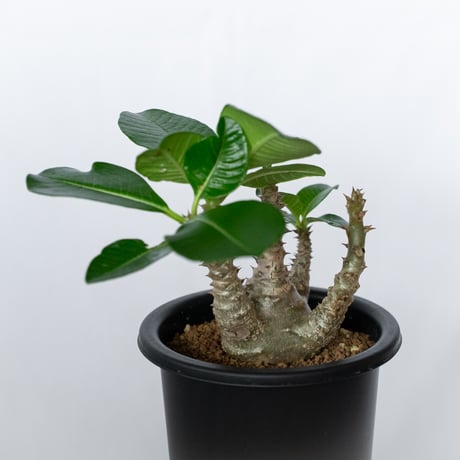 パキポディウム ウィンゾリー 実生 pachypodhium Windsorii 塊根植物 多肉植物 珍奇植物 静岡 ANTIDOTE 通販 S1709