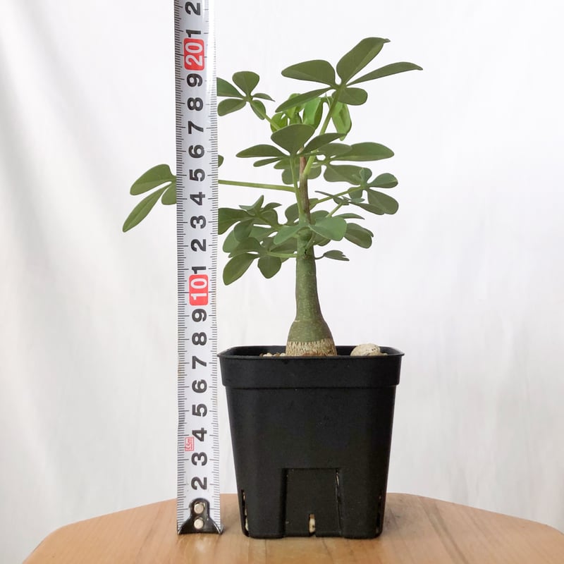 アデニア グラウカ 幻蝶かずら 実生 Adenia glauca 塊根植物
