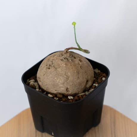ステファニア エレクタ 実生 Stephania erecta 塊根植物 コーデックス 多肉植物 珍奇植物 静岡 ANTIDOTE 通販 S1547