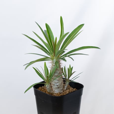 パキポディウム グラキリス 実生 pachypodhium Gracilius 塊根植物 コーデックス 多肉植物 珍奇植物 静岡 ANTIDOTE 通販 S1621