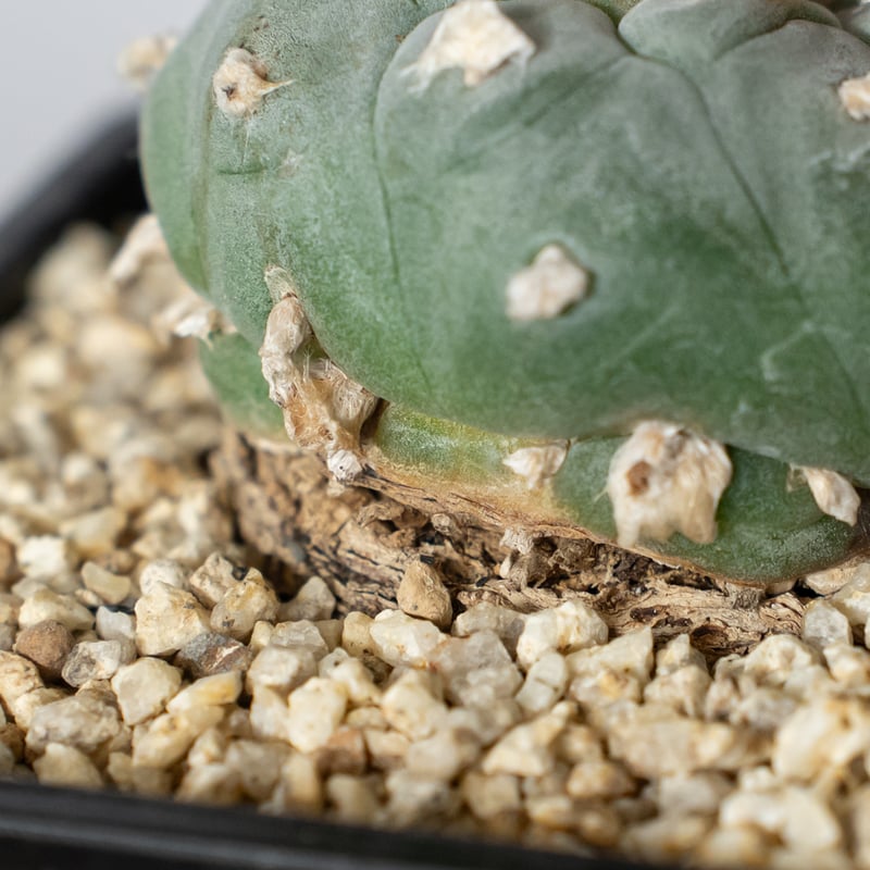 ロフォフォラ 銀冠玉 実生 lophophora williamsii var.decipie