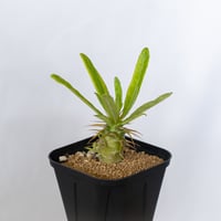 パキポディウム アンボンゲンセ 実生 Pachypodium ambongense 塊根植物 コーデックス 多肉植物 珍奇植物 静岡 ANTIDOTE 通販 S1643