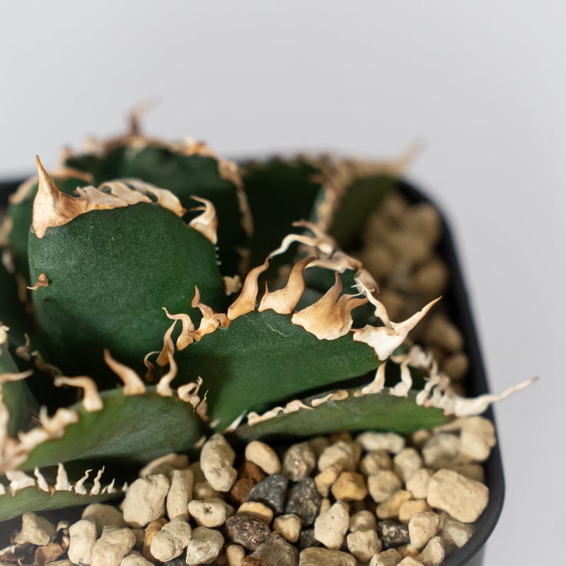 アガベ チタノタ 金剛 OC株【発根管理中】Agave titanota adamantine