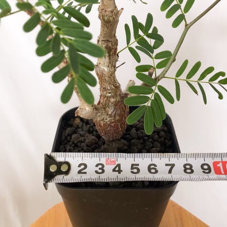 センナ メリディオナリス 実生 Senna Meridionalis 灌木コーデックス 塊根植物 多肉植物 珍奇植物 静岡 ANTIDOTE 通販 S1513