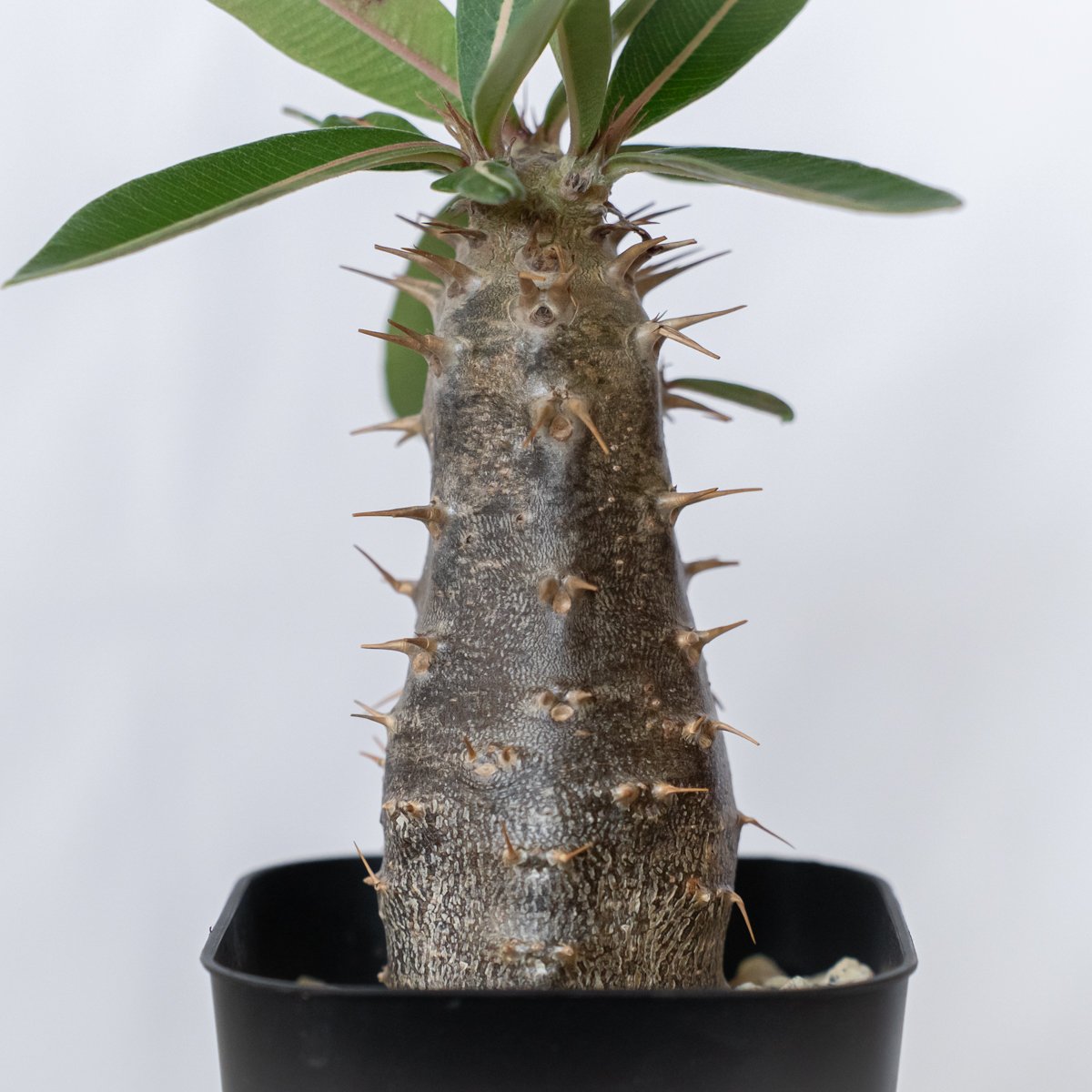 パキポディウム カクチペス 実生 pachypodhium rosulatum var. ca...