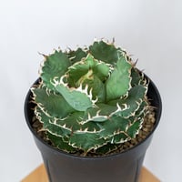 アガベ チタノタ フィリグリー 大株 OC株 agave titanota filigree 多肉植物 珍奇植物 静岡 ANTIDOTE 通販 S1560