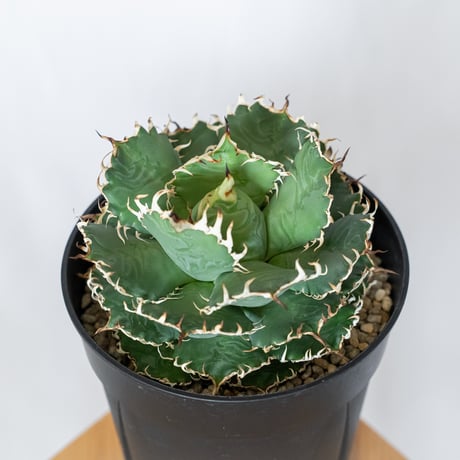 アガベ チタノタ フィリグリー 大株 OC株 agave titanota filigree 多肉植物 珍奇植物 静岡 ANTIDOTE 通販 S1560