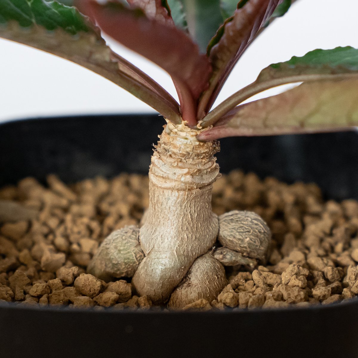 ユーフォルビア ハイブリッド 実生 ラバティー×クレメルシー Euphorbia