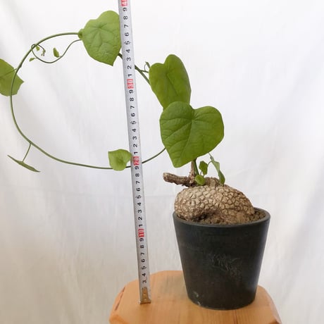 ステファニア スベローサ 大株 実生 Stephania suberosa 塊根植物 多肉植物 珍奇植物 静岡 ANTIDOTE 通販 S1646