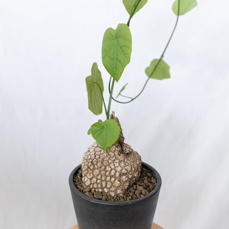 ステファニア スベローサ 大株 実生 Stephania suberosa 塊根植物 多肉植物 珍奇植物 静岡 ANTIDOTE 通販 S1646