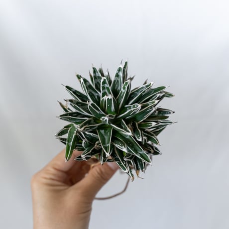 アガベ 姫笹の雪 OC株 ベアルート Agave victoriae-reginae 多肉植物 珍奇植物 静岡 通販 ANTIDOTE S1609