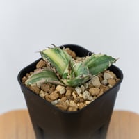 アガベ チタノタ 白鯨 縞斑 白鯨錦 TC株 Agave titanota White Whale 多肉植物 珍奇植物 静岡 通販 ANTIDOTE S1554
