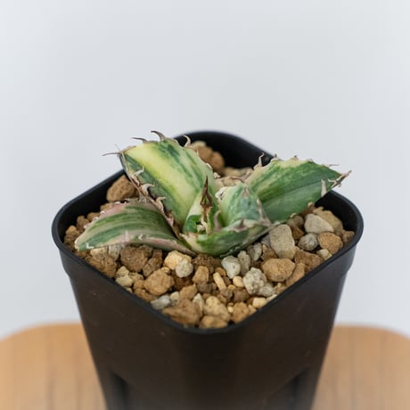 アガベ チタノタ 白鯨 縞斑 白鯨錦 TC株 Agave titanota White Whale 多肉植物 珍奇植物 静岡 通販 ANTIDOTE S1554　発根管理中