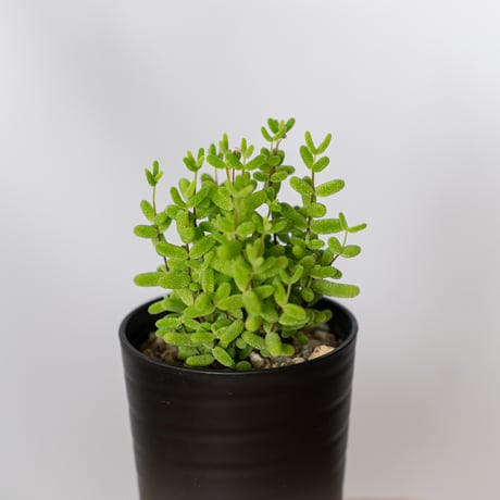 ドロサンテマム グロボーサム 実生 Drosanthemum globosum 多肉植物 観葉植物 珍奇植物 静岡 ANTIDOTE 通販 S1524
