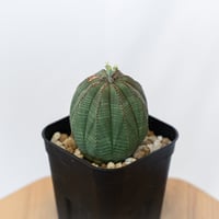 ユーフォルビア オベサ 実生 Euphorbia obesa 多肉植物 珍奇植物 静岡 ANTIDOTE 通販 S1631