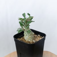 ドルステニア ラブラニー 実生 Dorstenia Dorstenia lavrani 塊根植物 コーデックス 多肉植物 珍奇植物 静岡 ANTIDOTE 通販 S1652