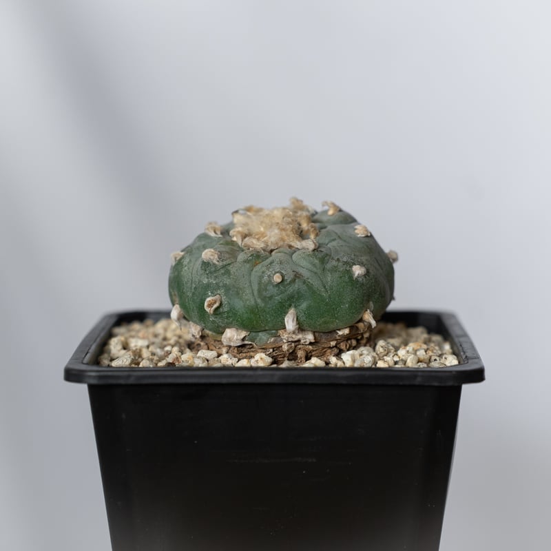 ロフォフォラ 銀冠玉 実生 lophophora williamsii var.decipie
