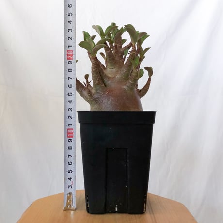 アデニウム アラビカム ブラックスキン 実生 Adenium Arabicum Black Skin 塊根植物 コーデックス 珍奇植物 多肉植物 静岡 ANTIDOTE 通販 S1599