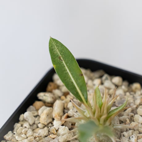 パキポディウム レウコキサンツム 実生 Pachypodium brevicaule leucoxanthum 塊根植物 コーデックス 多肉植物 珍奇植物 静岡 ANTIDOTE 通販 S1624