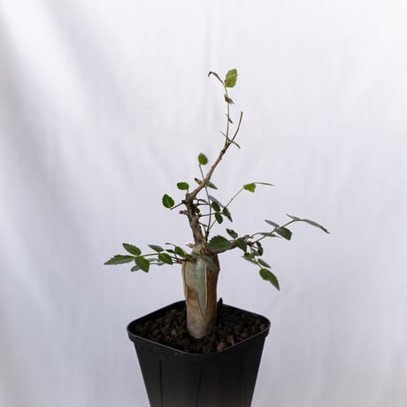 ブルセラ ファガロイデス 実生 Bursera fagaroides 多肉植物 珍奇植物 ANTIDOTE 静岡 通販 S1516