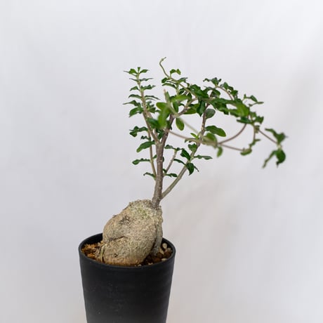 フォッケア エデュリス 火星人 実生 Fockea edulis コーデックス 塊根植物 多肉植物 観葉植物 静岡 ANTIDOTE 通販 S1534