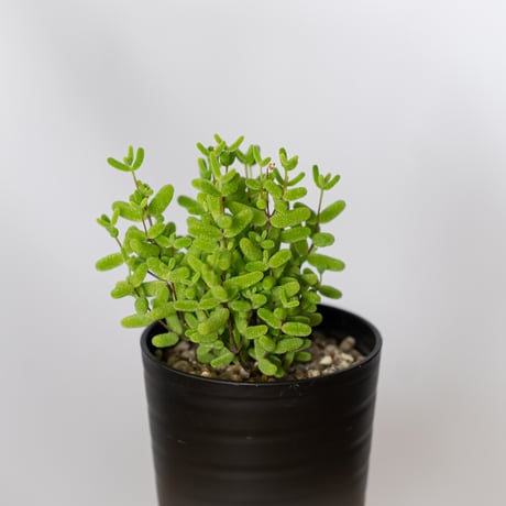 ドロサンテマム グロボーサム 実生 Drosanthemum globosum 多肉植物 観葉植物 珍奇植物 静岡 ANTIDOTE 通販 S1524