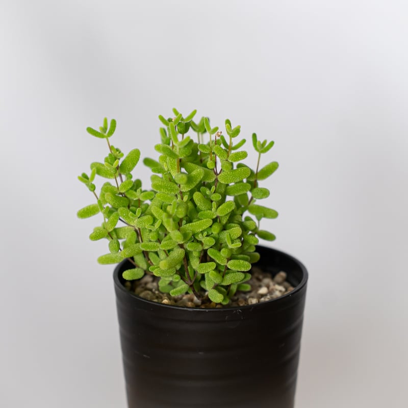 ドロサンテマム グロボーサム 実生 Drosanthemum globosum 多肉植物