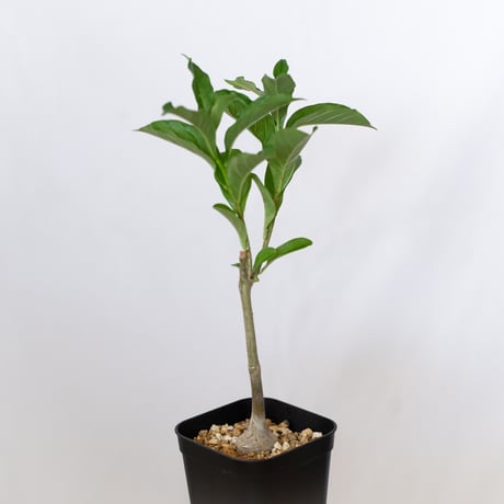バオバブの木 アダンソニア・ディギタータ 実生 Baobab Adansonia Digitata コーデックス 塊根植物 多肉植物 観葉植物 星の王子さま 静岡 ANTIDOTE 通販 S1537