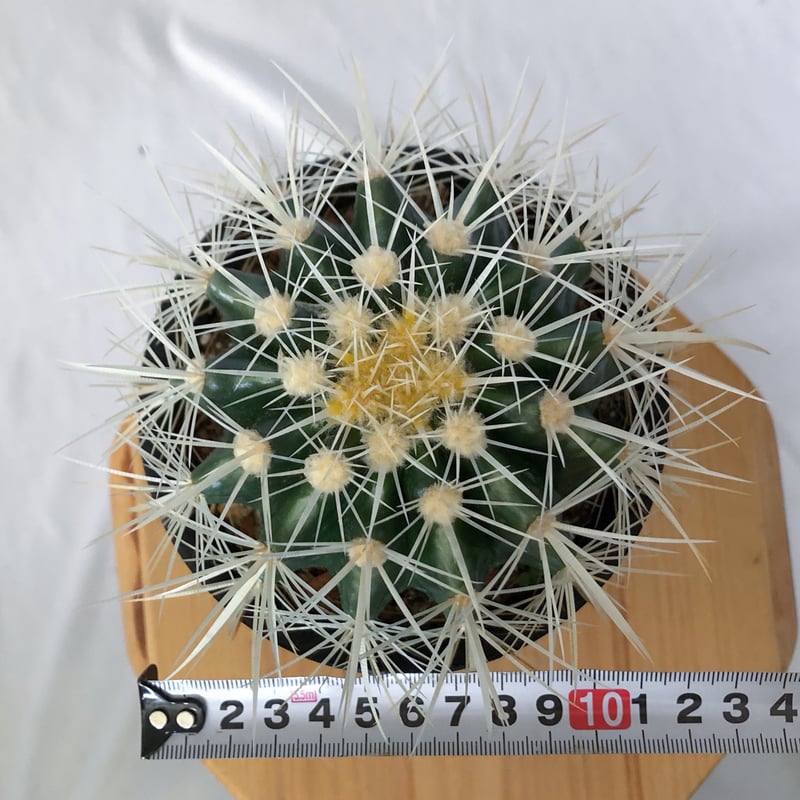 エキノカクタス 金鯱 実生 Golden ball cactus サボテン 多肉植物 珍奇