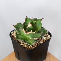 アガベ チタノタ 白犀牛 TC株【発根管理中】シロサイ Agave titanota White Rhino 多肉植物 珍奇植物 静岡 通販 ANTIDOTE S1529