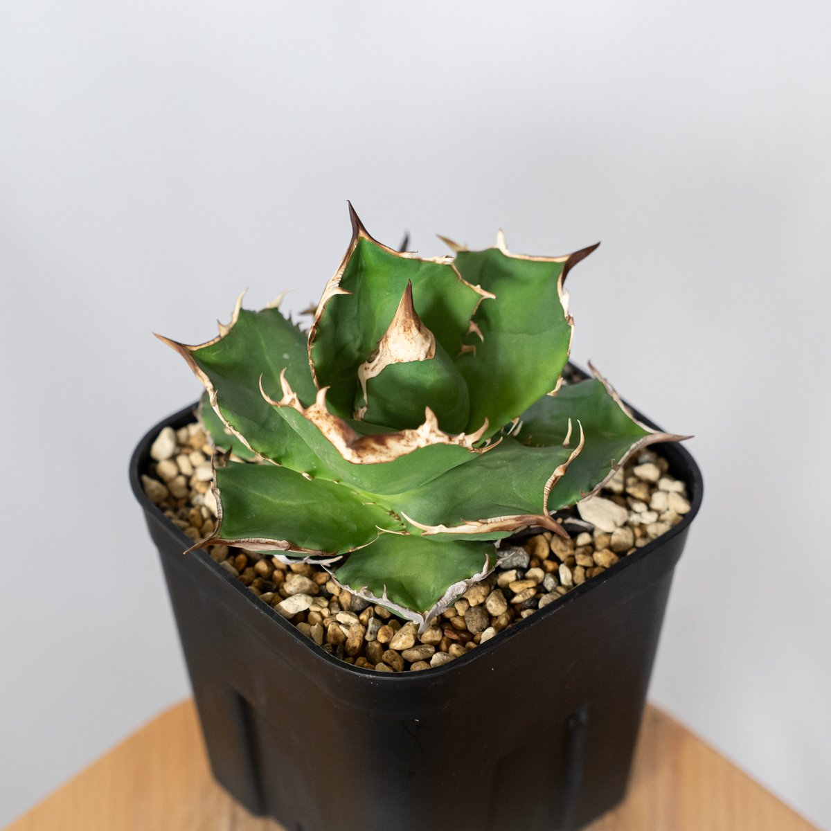 アガベ チタノタ 白犀牛 TC株【発根管理中】シロサイ Agave titanota