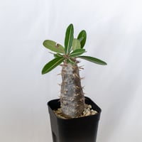 パキポディウム カクチペス 実生 pachypodhium rosulatum var. cactipes 塊根植物 コーデックス 多肉植物 珍奇植物 静岡 ANTIDOTE 通販 S1640
