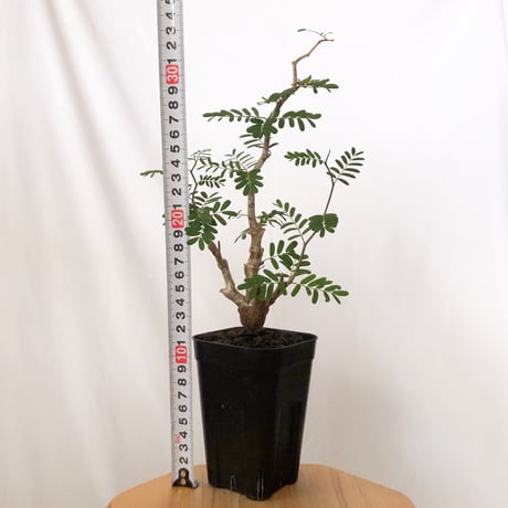 センナ メリディオナリス 実生 Senna Meridionalis 灌木コーデックス 塊根植物 多肉植物 珍奇植物 静岡 ANTIDOTE 通販 S1513