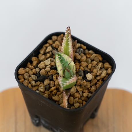 アガベ チタノタ 魔丸錦 白覆輪 斑入り TC株 agave titanota imps 多肉植物 珍奇植物 ANTIDOTE 静岡 通販 S1558　発根管理中