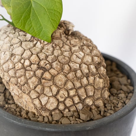 ステファニア スベローサ 大株 実生 Stephania suberosa 塊根植物 多肉植物 珍奇植物 静岡 ANTIDOTE 通販 S1646