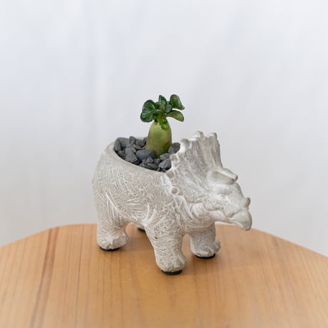 caudex | STORES