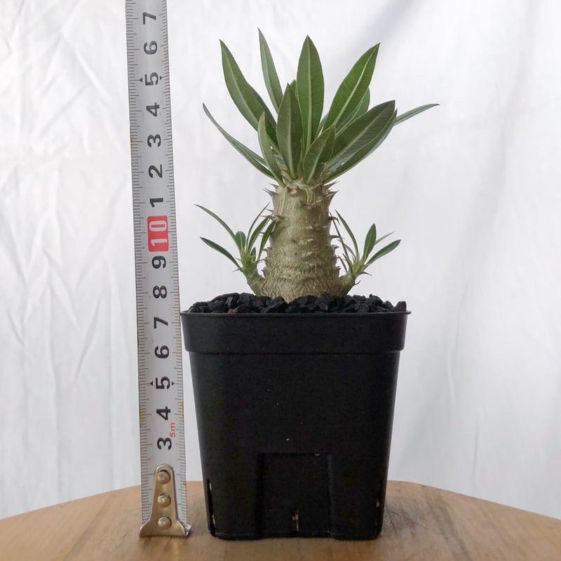 パキポディウム ホロンベンセ 実生 Pachypodium horombense 塊根植物 コ