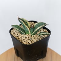 アガベ チタノタ 悪魔くん錦 斑入り TC株 Agave titanota Bakemono 多肉植物 珍奇植物 静岡 通販 ANTIDOTE S1556