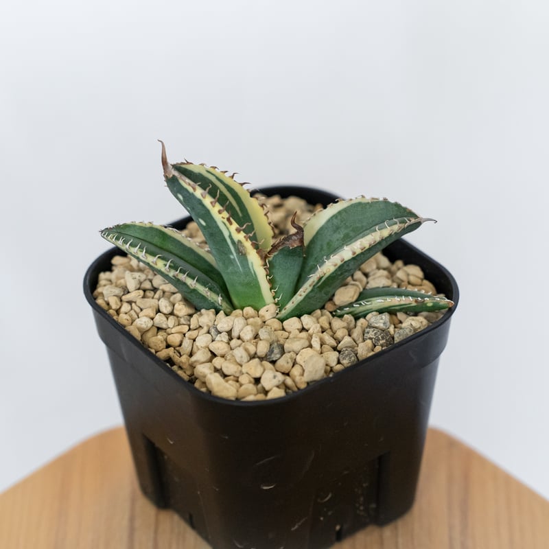アガベ チタノタ 悪魔くん錦 斑入り TC株 Agave titanota Bakemono